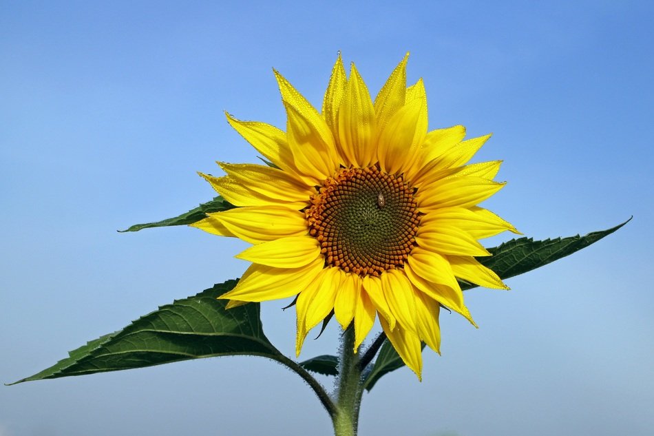 photo of sunflower against the blue sky