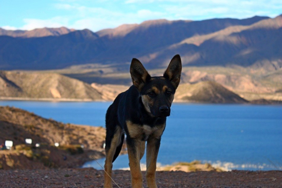 dog pet landscape