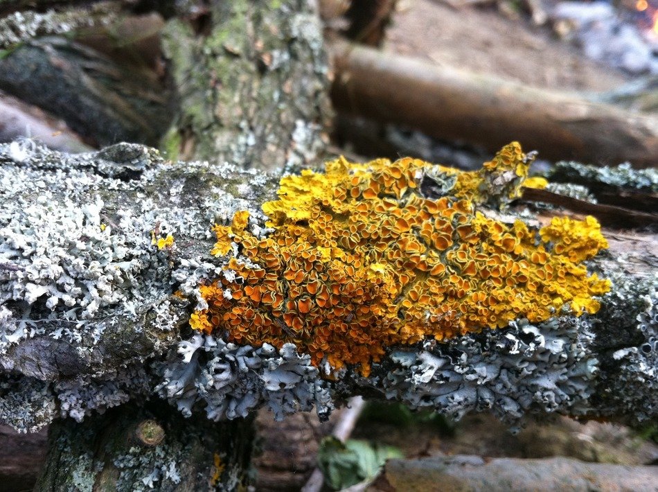 lichen nature