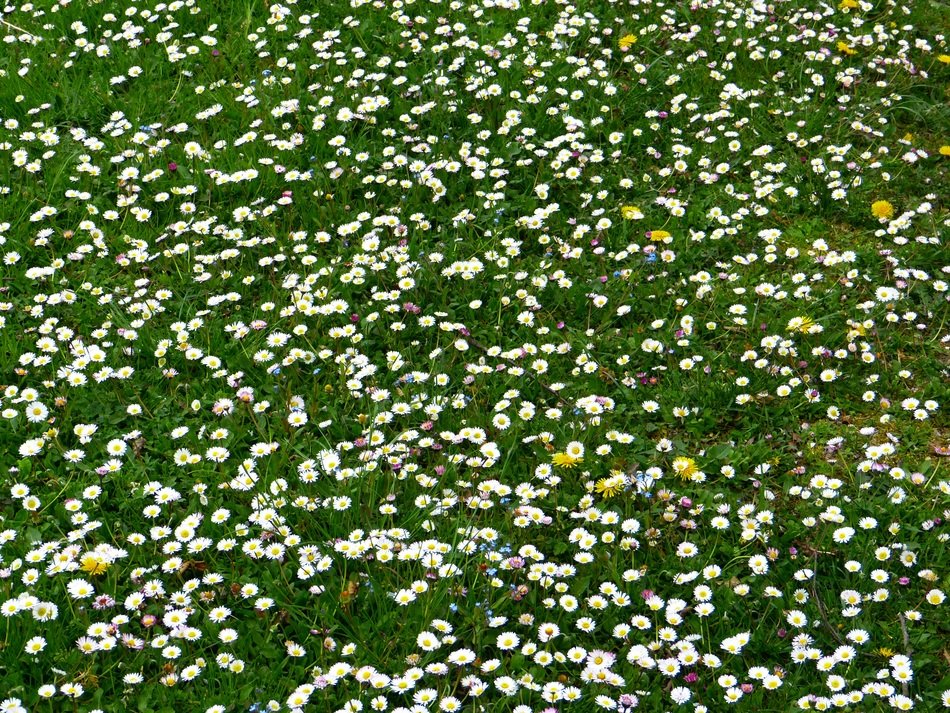 glaring daisy meadow