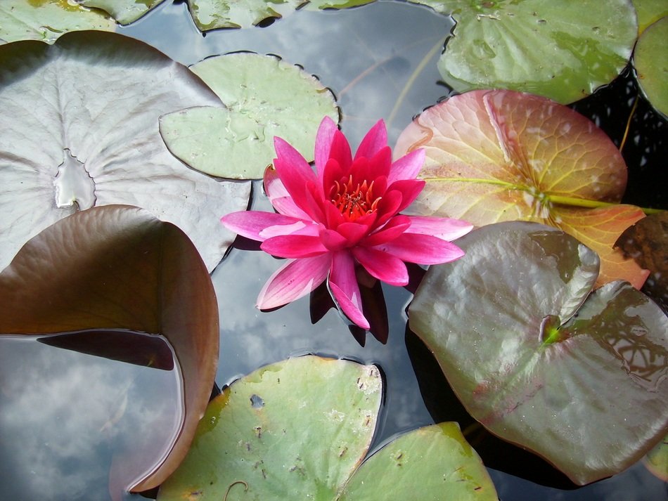 colorful water lily in pond view