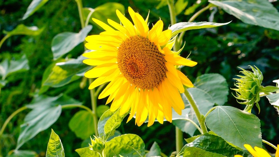 sunflower in early summer on a blurred background
