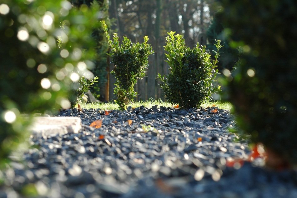 pebbles among the bushes in the park