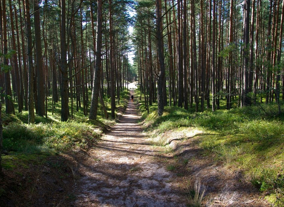 pine forest trail sand trees