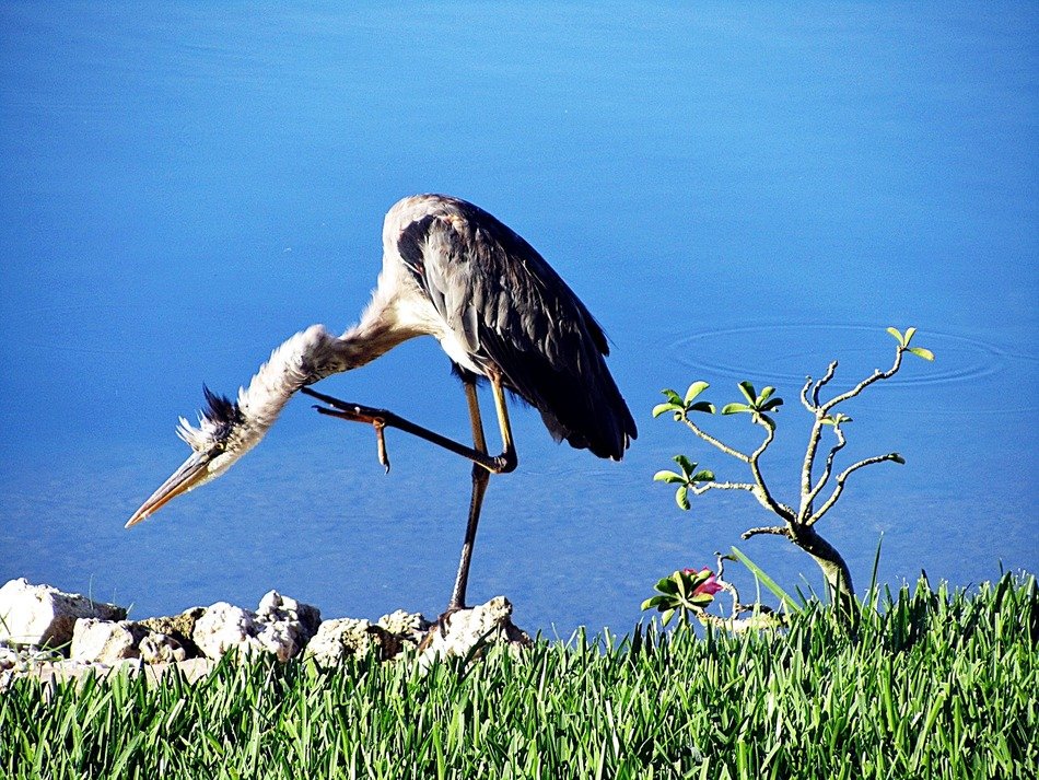 blue heron on the one foot