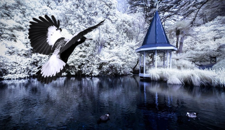 bird above the gazebo on the lake