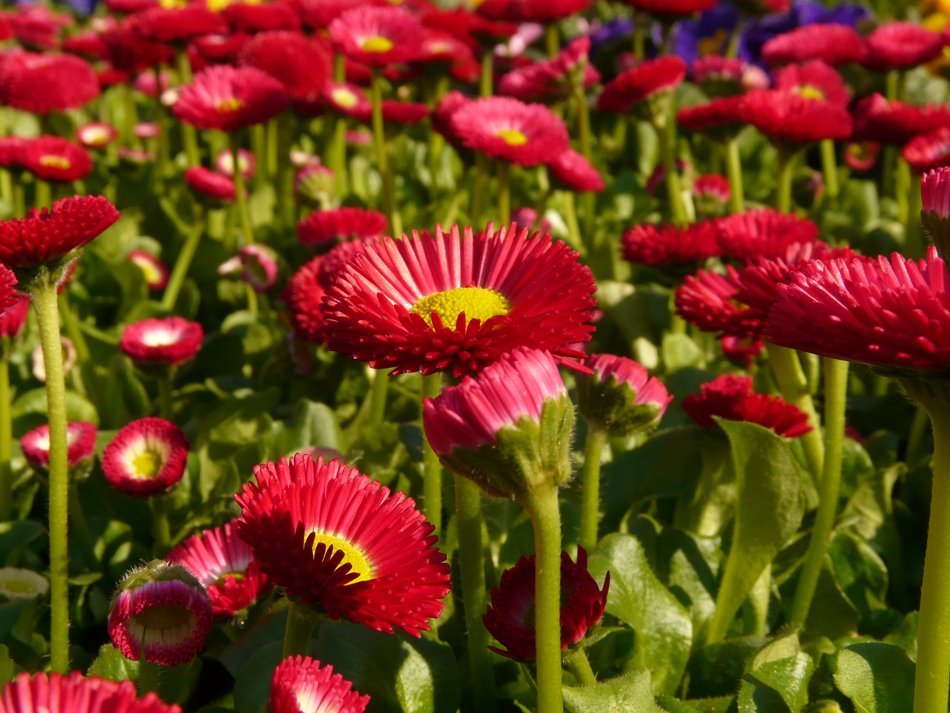 Field of red daisies close-up