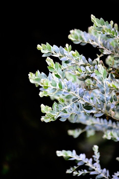 Wild silver leafs on a dark background