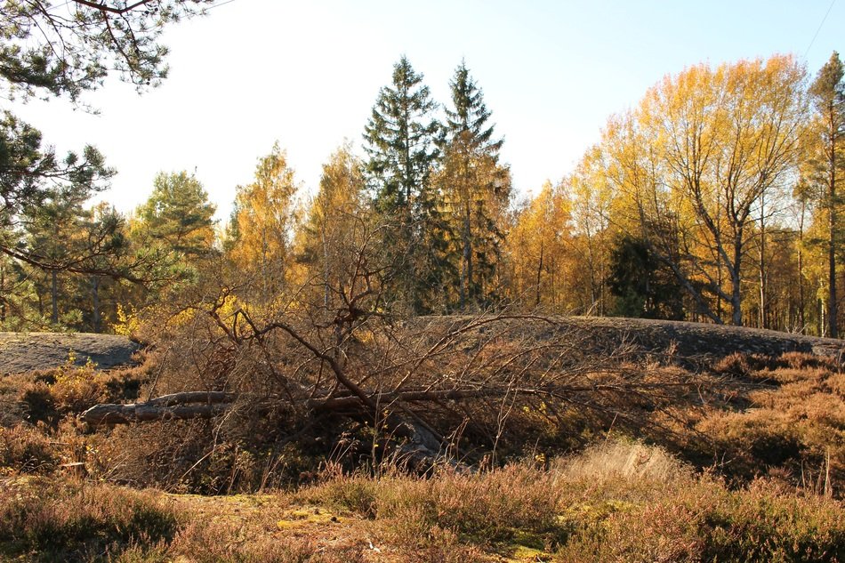 fall colors in a forest