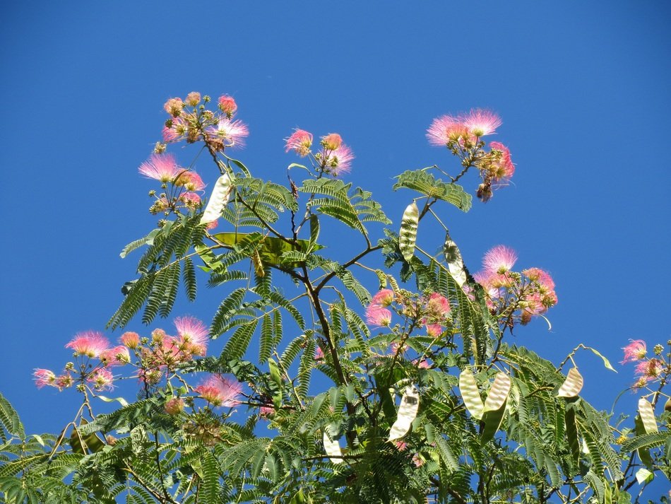 flowering persian silk tree