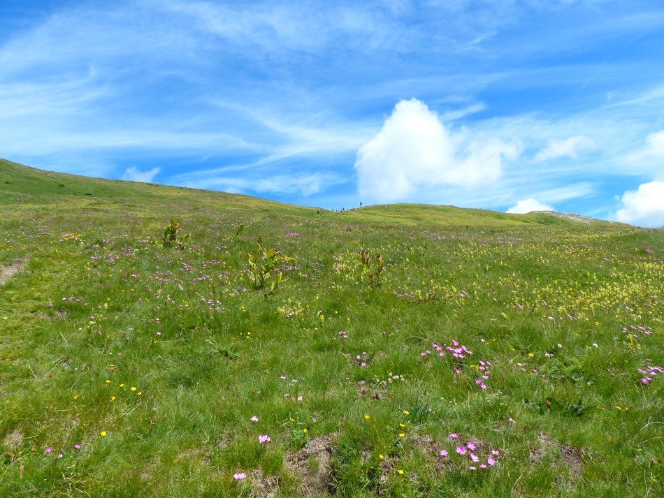 Grass on the meadow on the mountain