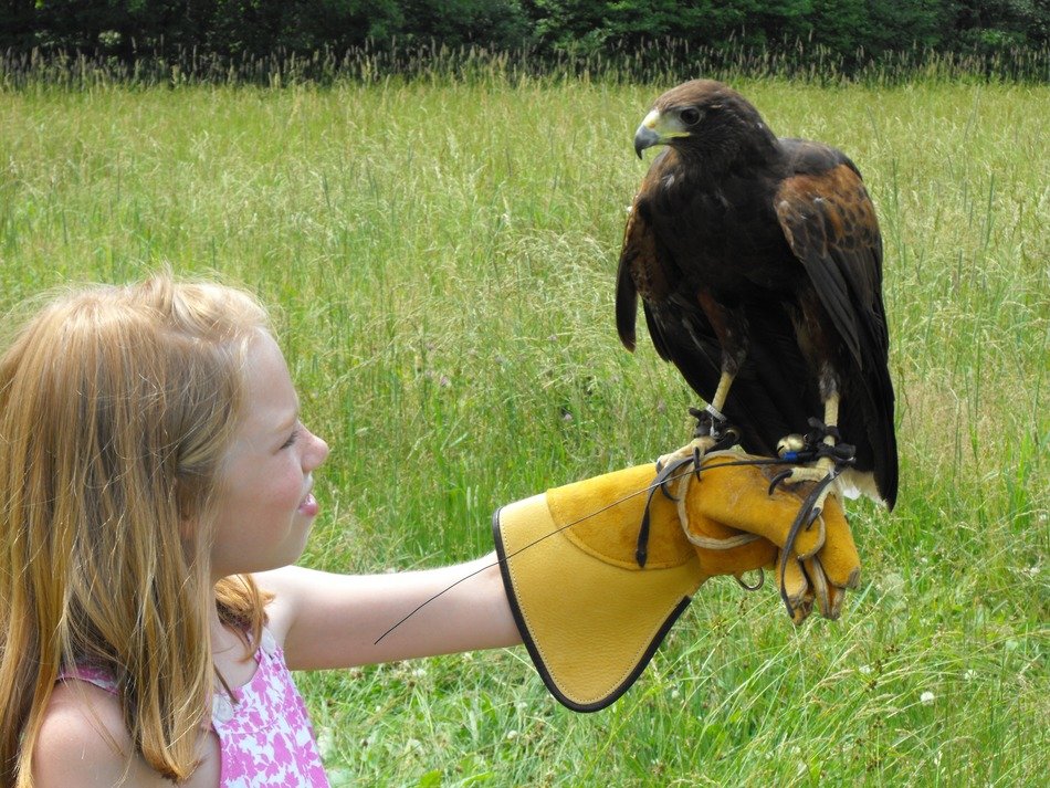 girl with hawk