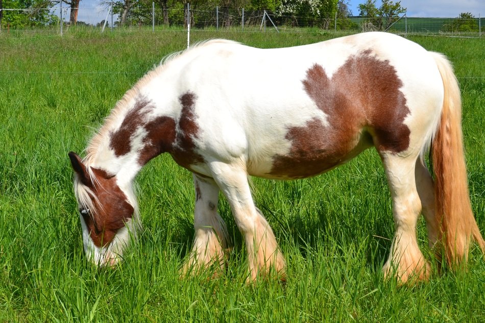 spotted thoroughbred horse in a green meadow