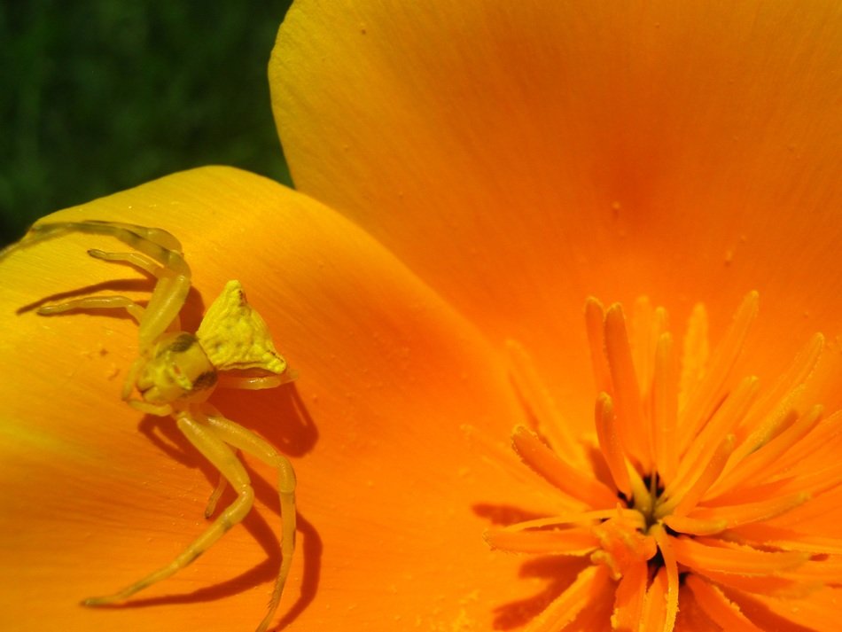 close-up photo of spider on a bright yellow flower