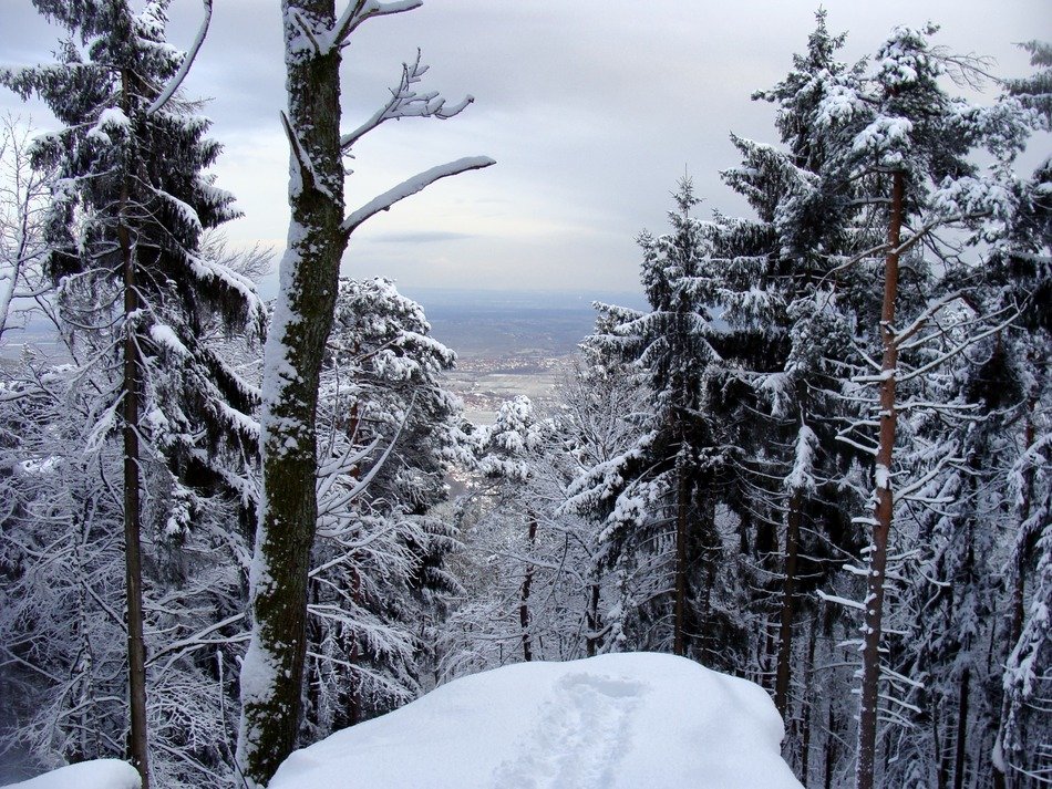 Scenic snow-covered forest