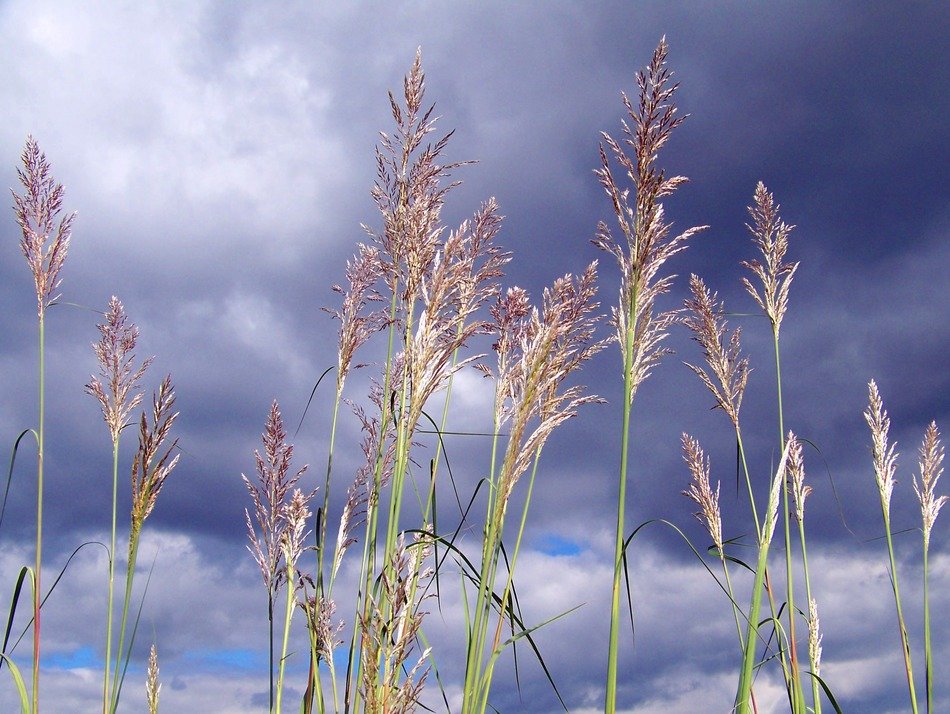vegetation on the background of the cloudy sky