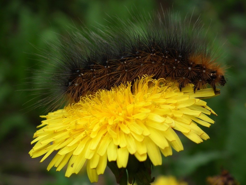 Large caterpillar on dandelion