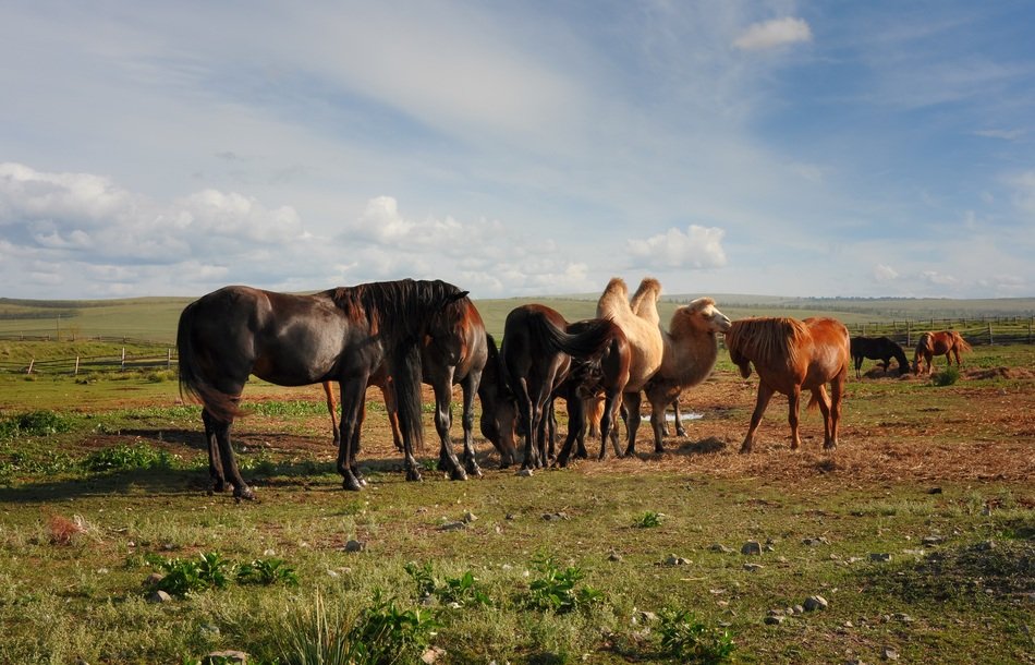 Camel and horses