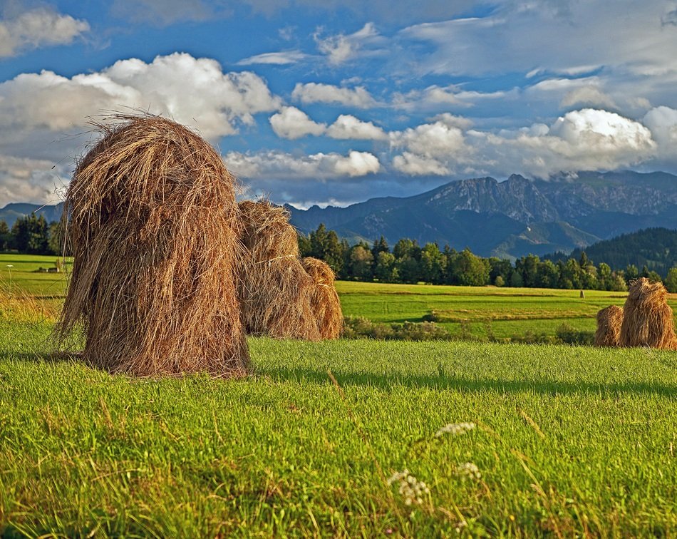 harvested hay in poland