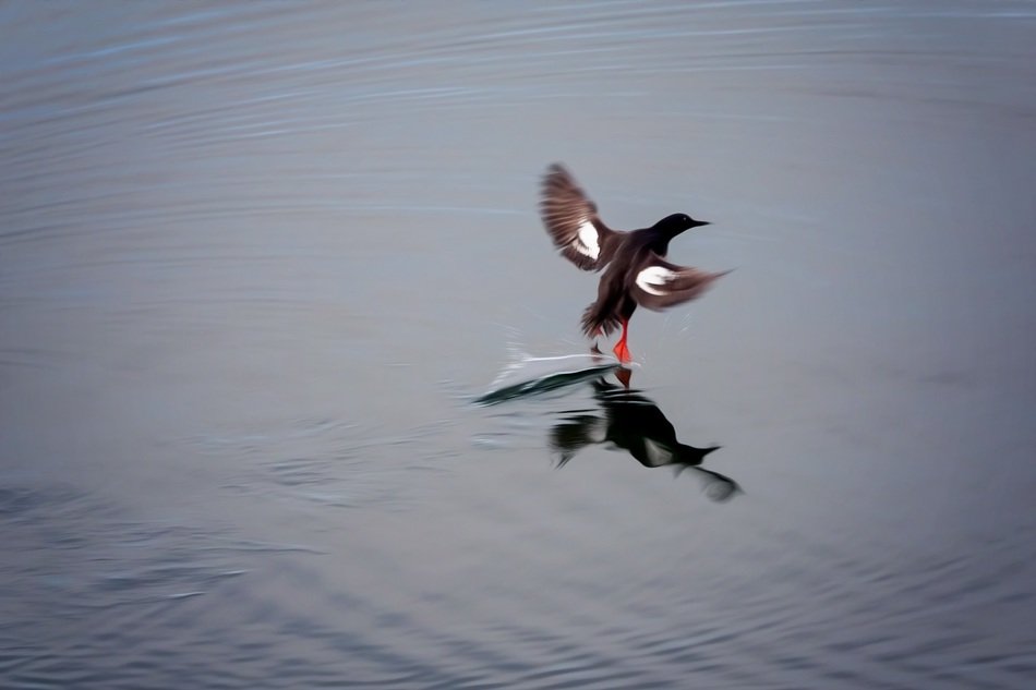 bird landing to water