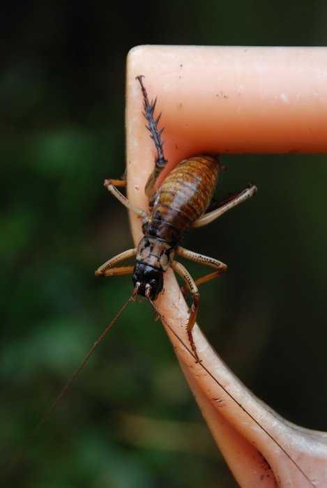 stenopelmatoidea this insect