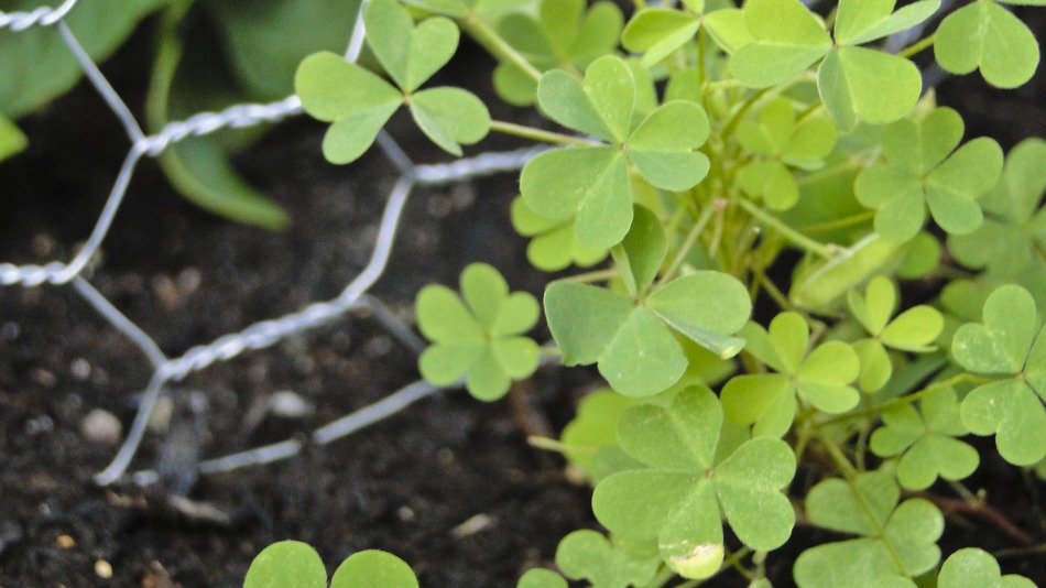 green clover in the garden