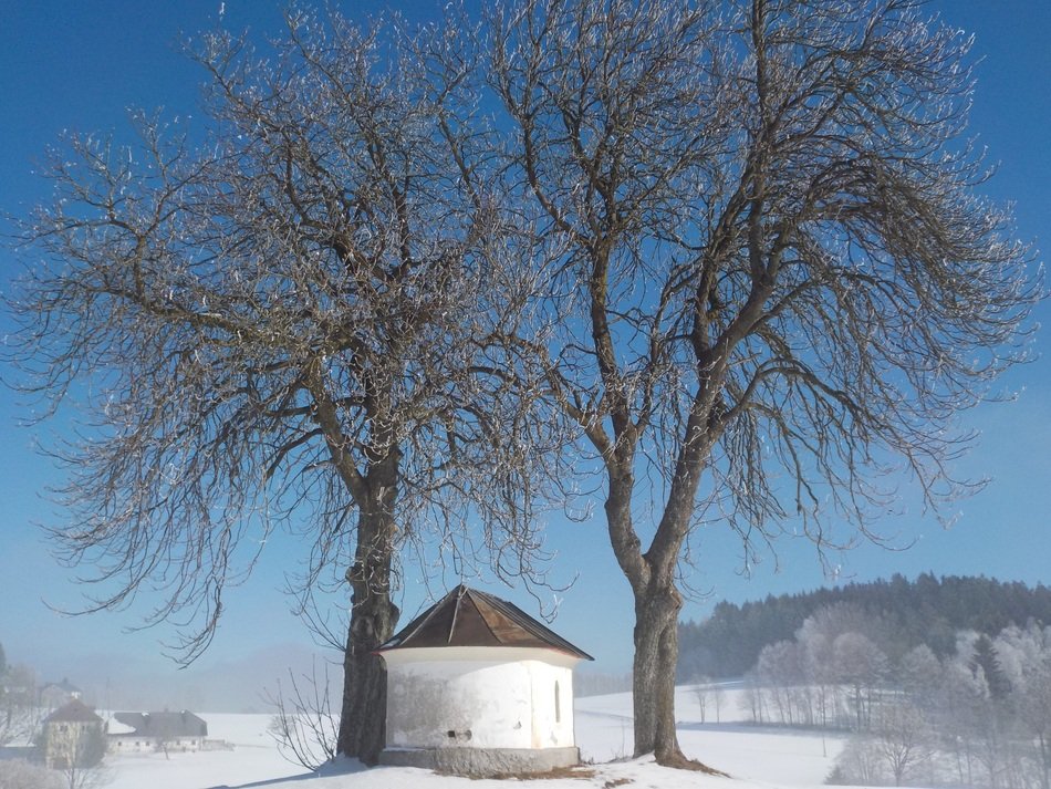 chapel between two trees in winter