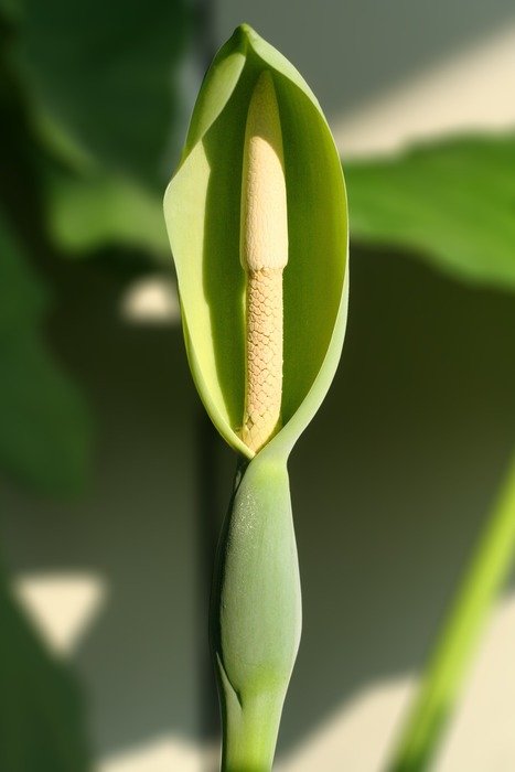 Beautiful alocasia macrorrhizoz blooming in summer