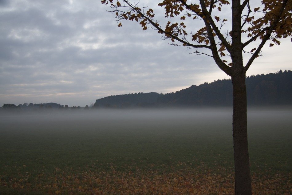 Landscape with the foliage in autumn