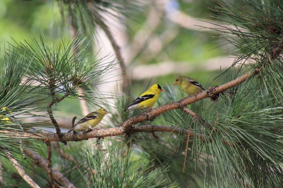 three yellow with black birds on pine