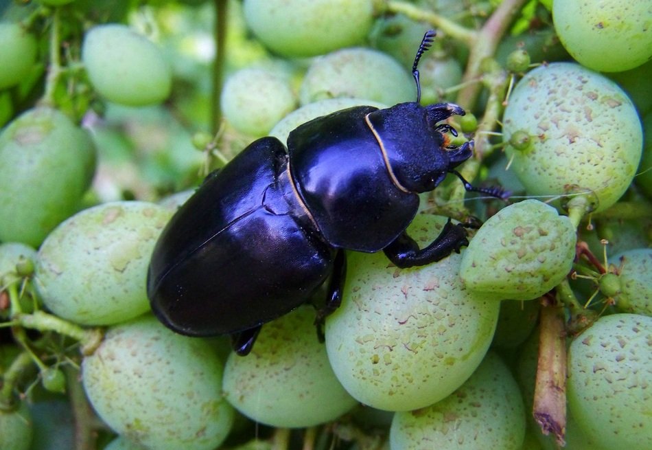 stag beetle insect feminine garden