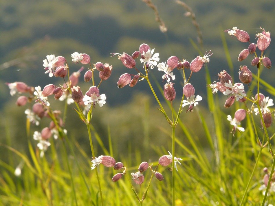 taubenkropf leimkraut is a perennial plant