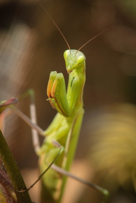 mantis or locust