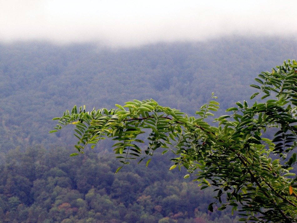Landscape with the branch