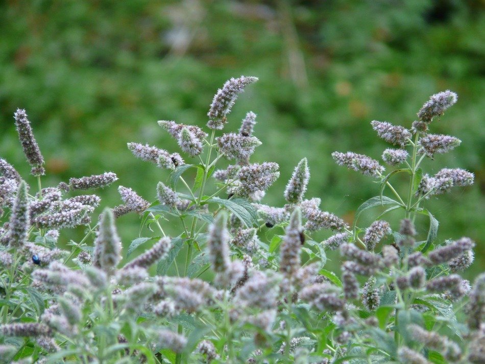 ross mint blossoms in nature