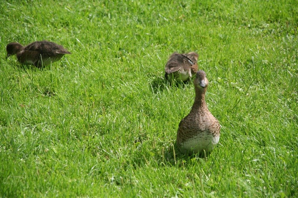 Anas Penelope on grass
