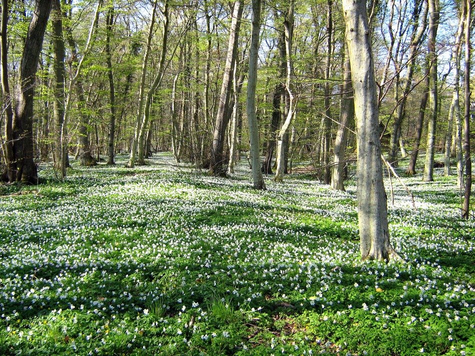 green forest in denmark