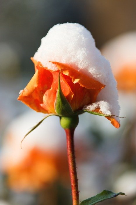 rose bud covered by snow