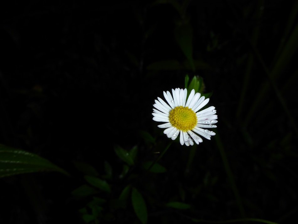 white asteracea flower at dark background