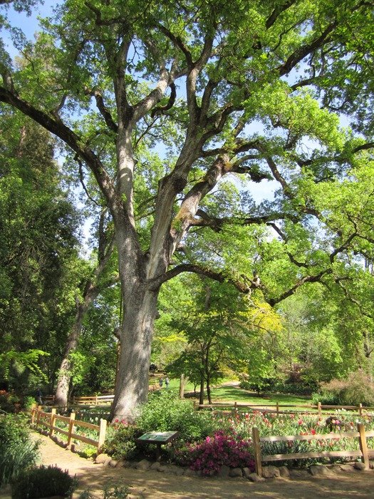 Old oak in the park
