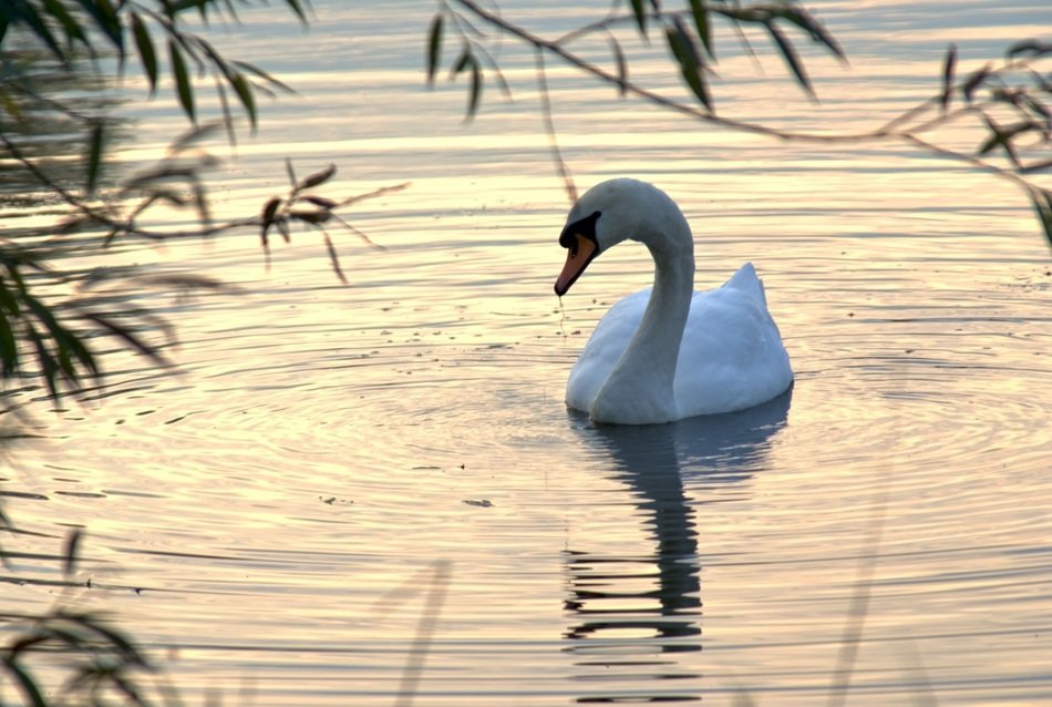 white swan on the water behind tree branches