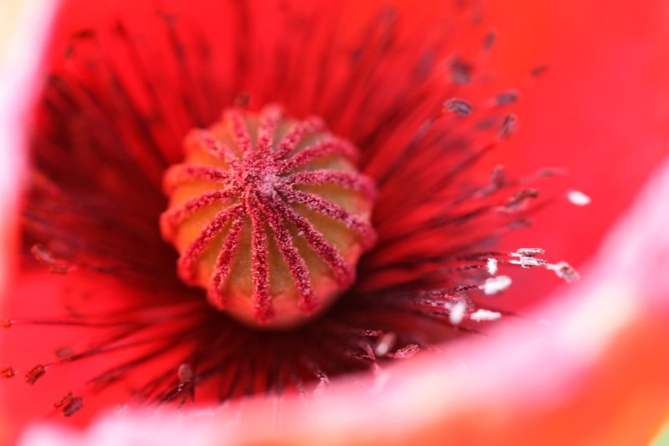 view inside red poppy close-up