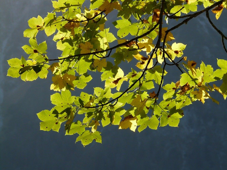 leaves of the mountain maple against the sky