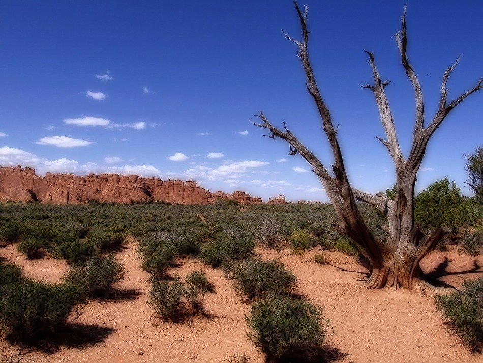 Beautiful arches and plants in the national park in utah
