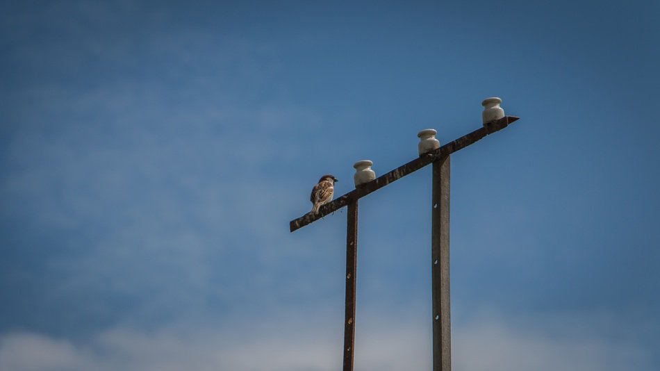 sparrow on the electric pole