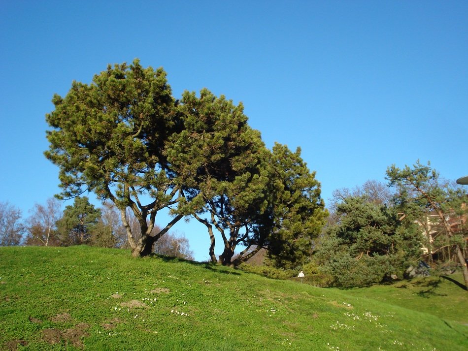 wide pines on hill side at spring