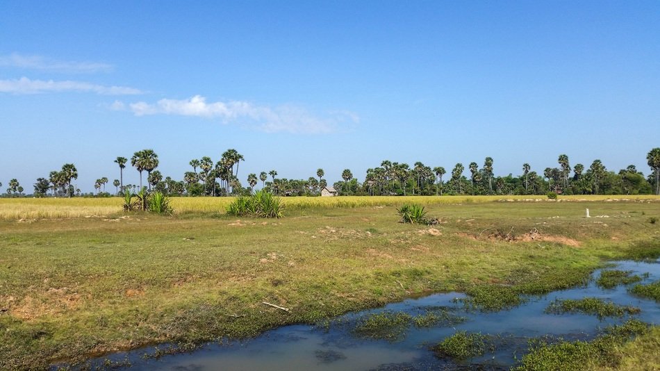 landscape of fields in Cambodia