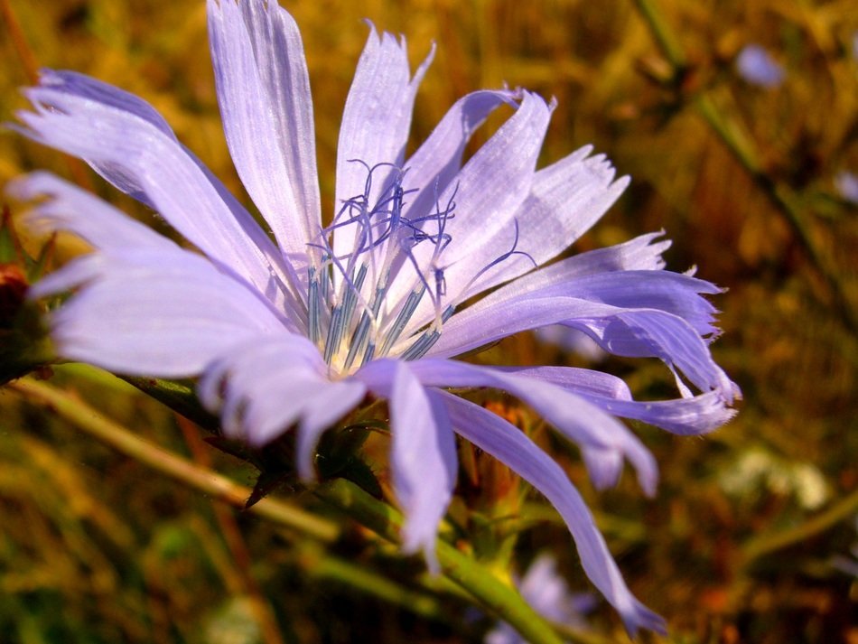 Wild blue flower