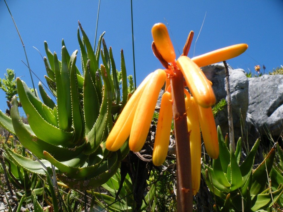 aloe commixta flower