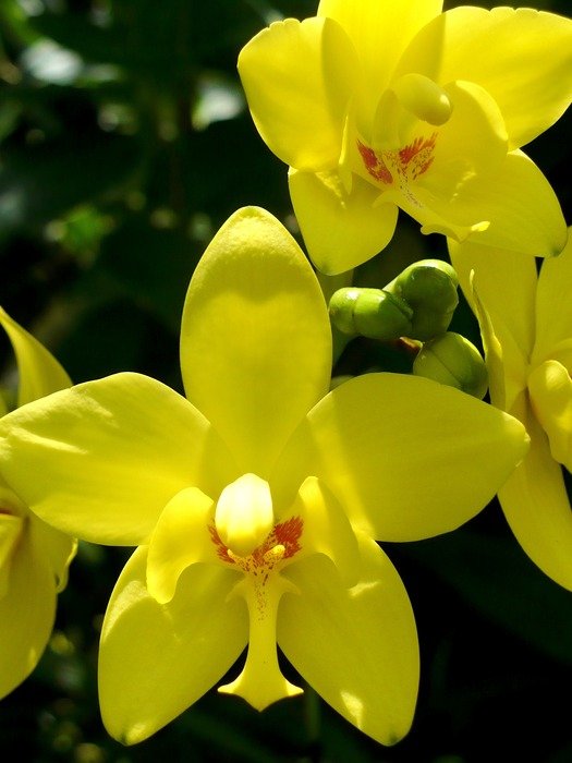 moth orchid with yellow flowers
